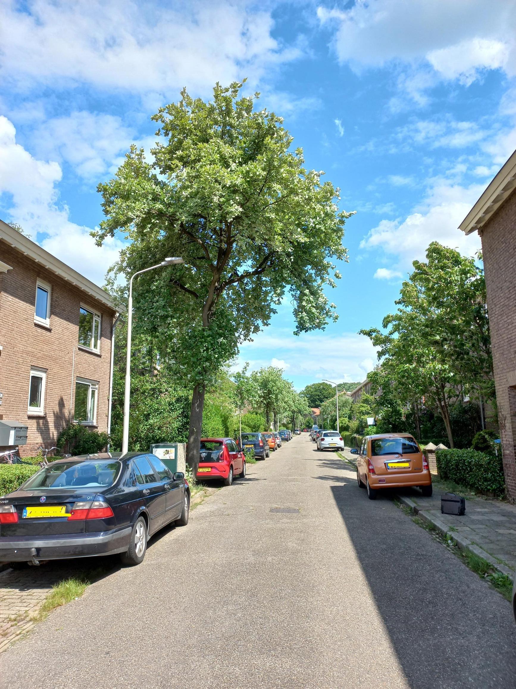 Lijsterbesstraat 55