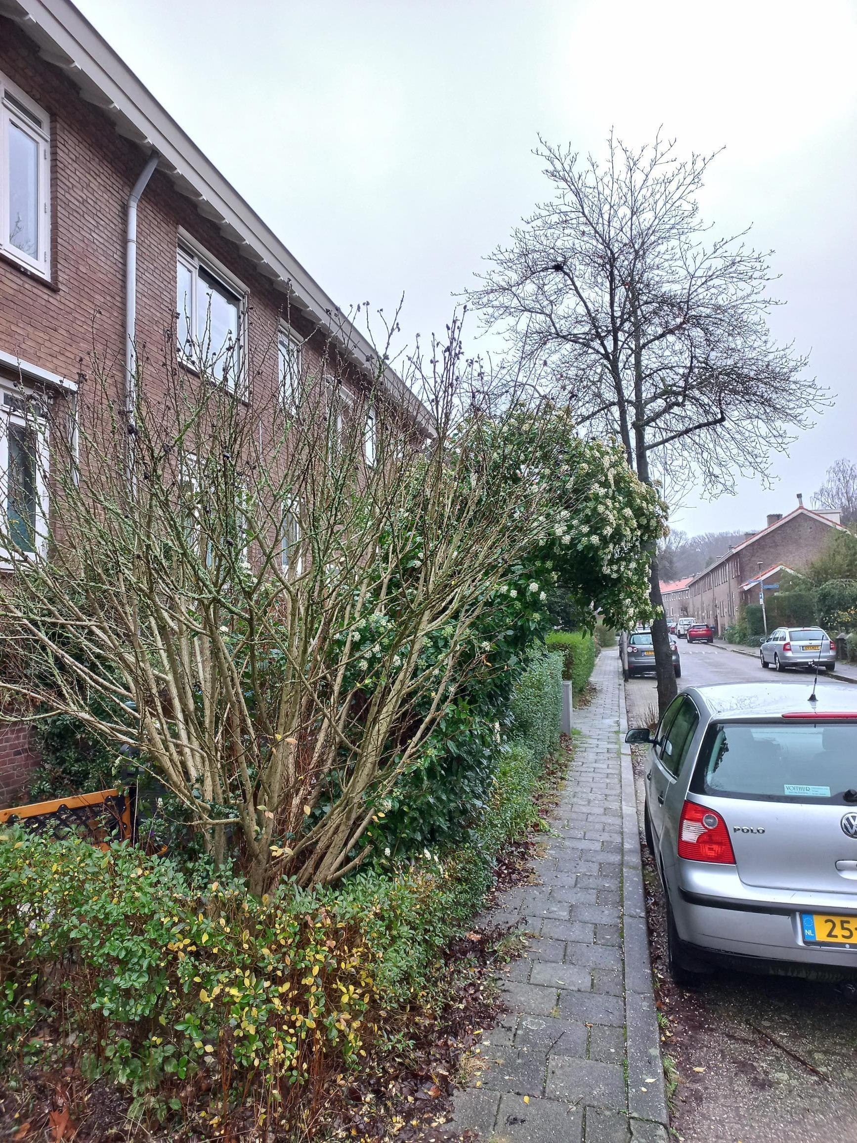 Lijsterbesstraat 75