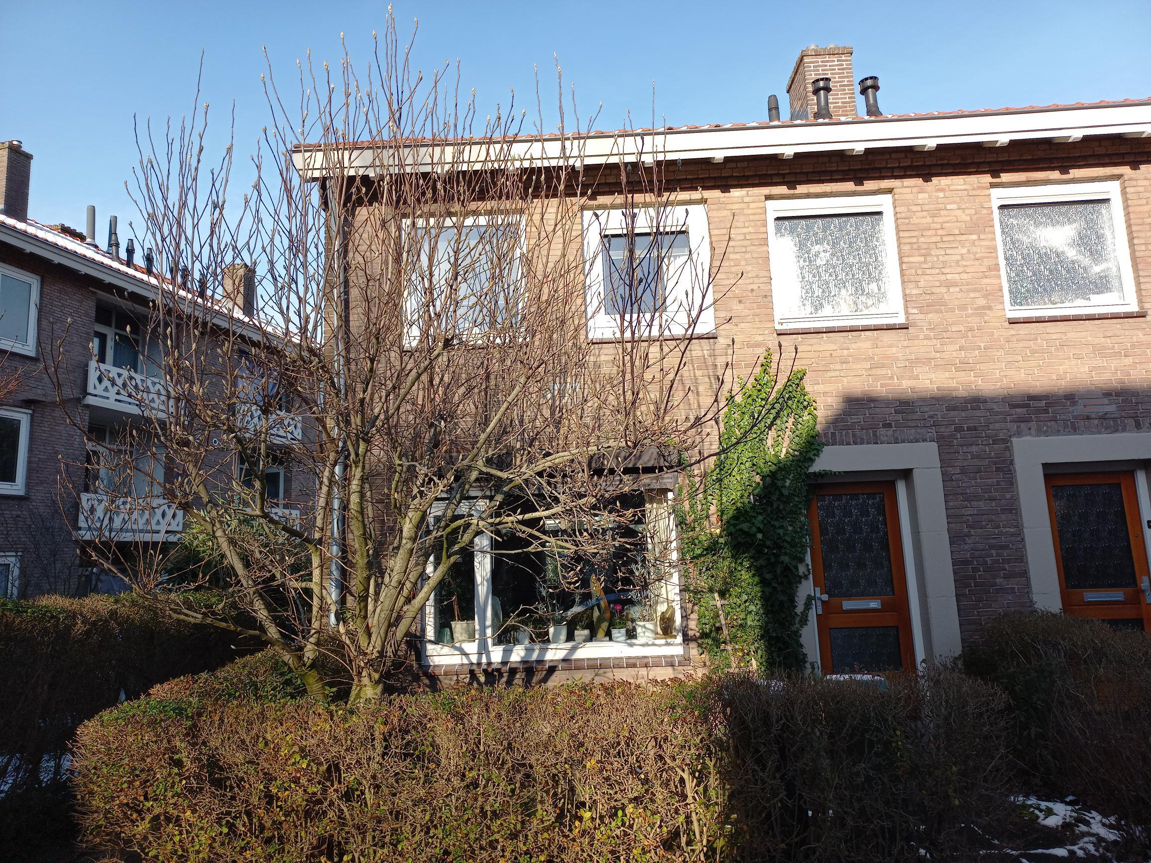 Olijfwilgstraat 13